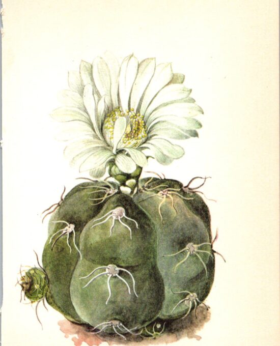 Spider Cactus, Uruguay 4 1/2 x6 1/2″ vintage botanical book page