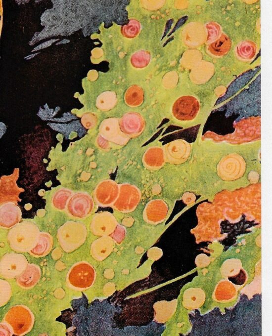 Charles Robinson “Love, whose month is ever May…” 1915 William Shakespeare The Songs and Sonnets FREE SHIPPING