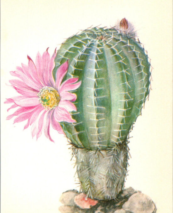 Pink Hedgehog Echinocereus pulchellus, San Luis Mexico 4 1/2 x6 1/2″ vintage book page