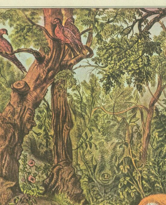 Currier & Ives: “The Puzzled Fox” Vintage 1950s Art Print (15×11.5″)