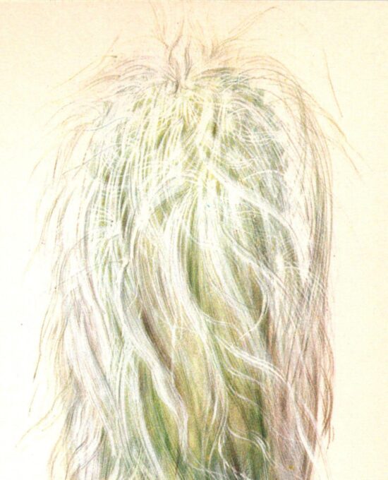 Old Man Cactus, Mexico 4 1/2 x6 1/2″ vintage book page botanical print