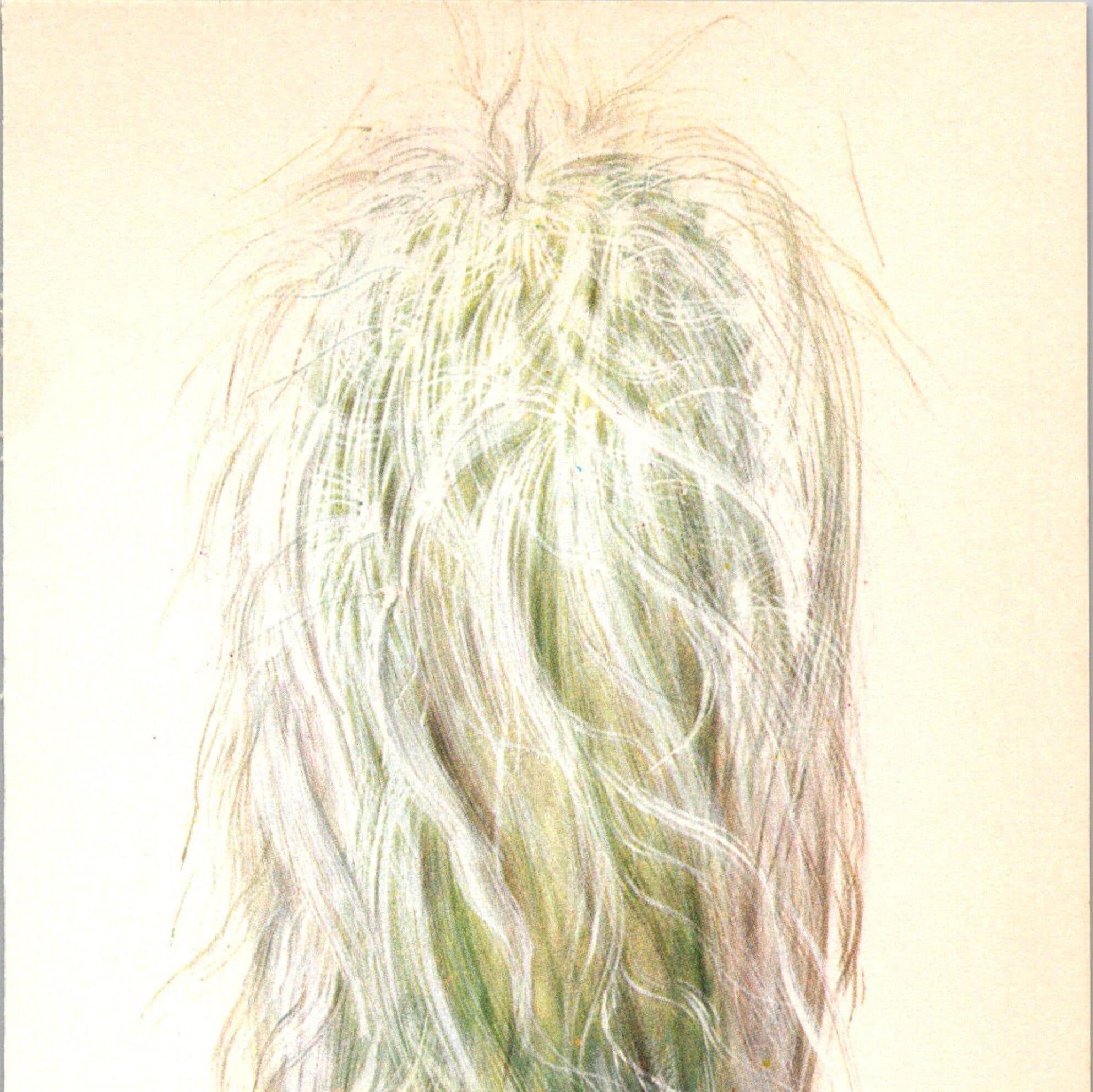 Old Man Cactus, Mexico 4 1/2 x6 1/2" vintage book page botanical print