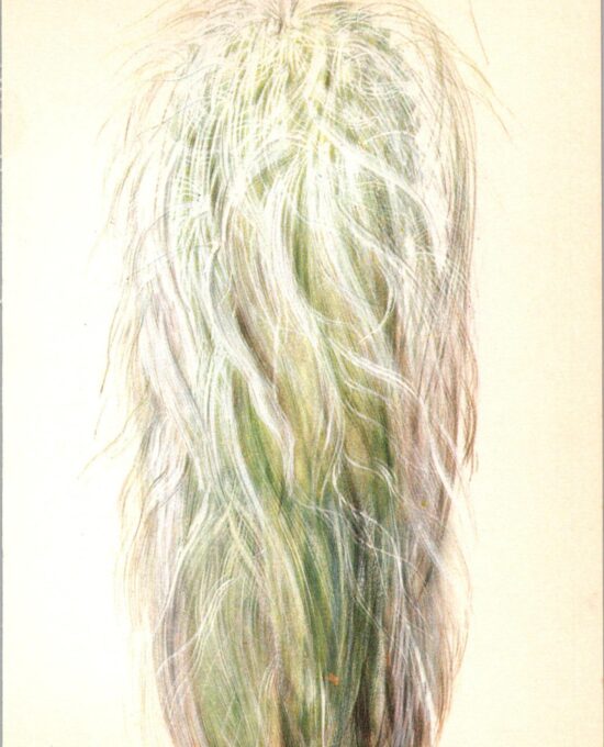 Old Man Cactus, Mexico 4 1/2 x6 1/2″ vintage book page botanical print