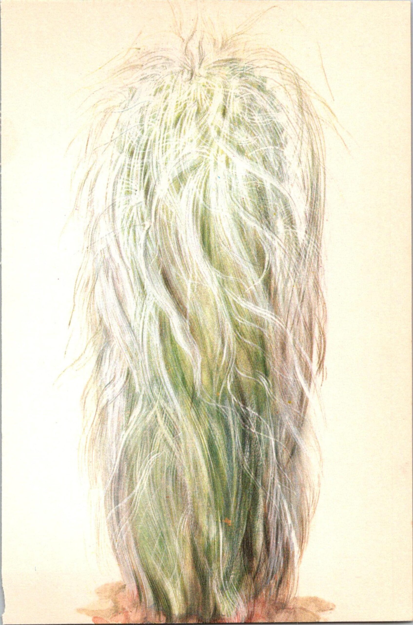 Old Man Cactus, Mexico 4 1/2 x6 1/2" vintage book page botanical print - Image 2