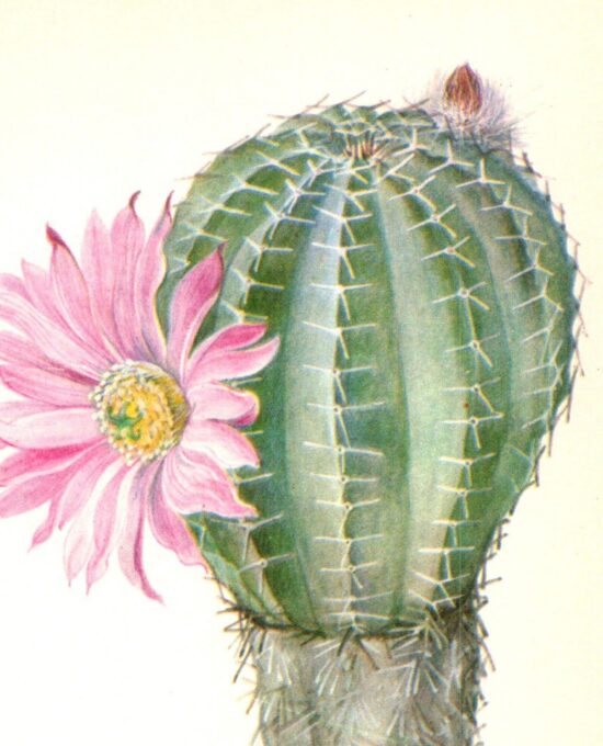 Pink Hedgehog Echinocereus pulchellus, San Luis Mexico 4 1/2 x6 1/2″ vintage book page