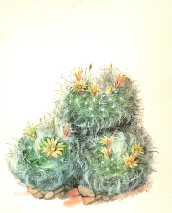 Vintage “Powder Puff” Cactus Botanical Print: Mamillaria boscasana Book Page