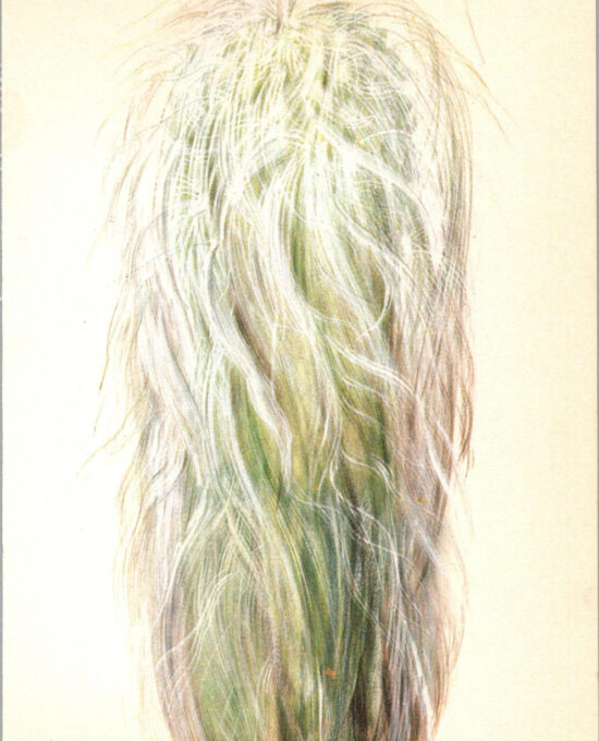 Old Man Cactus, Mexico 4 1/2 x6 1/2″ vintage book page botanical print