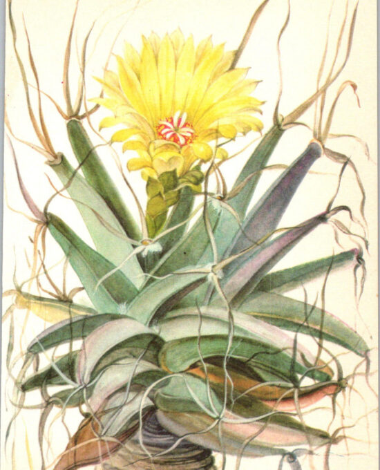 Agave, North-central Mexico 4 1/2 x6 1/2″ vintage botanical book page
