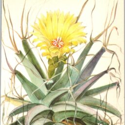 Agave, North-central Mexico 4 1/2 x6 1/2" vintage botanical book page