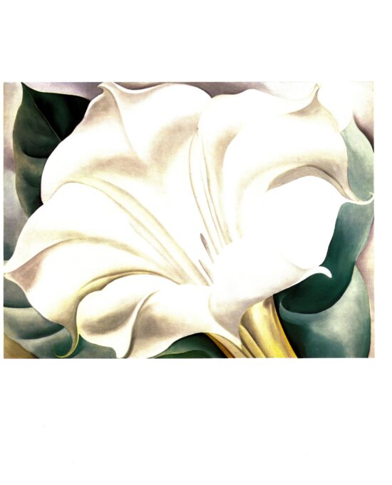 Georgia O’Keeffe print 1932 “White Trumpet Flower” Original vintage color book page