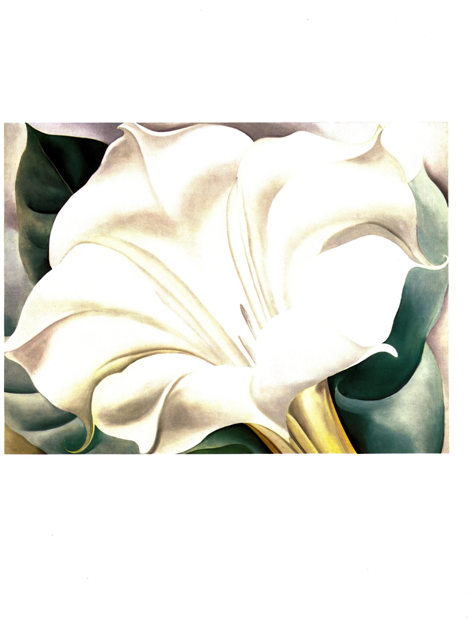 Georgia O'Keeffe print 1932 "White Trumpet Flower" Original vintage color book page - Image 2